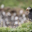 Puffin at Lunga