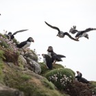 Puffins at Lunga