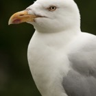 Seegull portrait