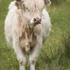 Highland cow