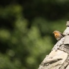 Little red-breasted bird