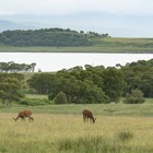 Red deer on Mull