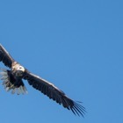 Sea Eagle