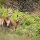 Red deer