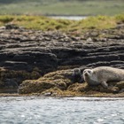 Seal with cub