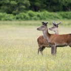 Red deer