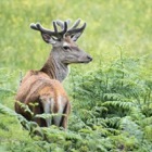 Red deer