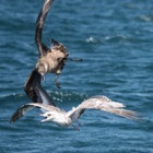 Bonxie chasing juveline Seagull