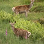 Red deer