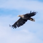Oystercatcher chasing Sea Eagle