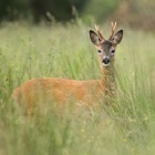 Red deer