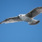 Juveline seagull