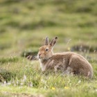 Mountain hare