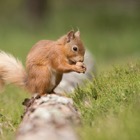 Red squirrel