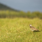 Lapwing