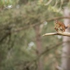 Red squirrel