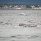 Dolphin at Chanonry Point