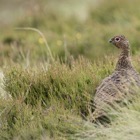 Red Grouse