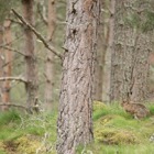 Mountain hare in the woods