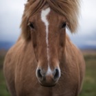 Icelandic horse