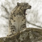 Snow Leopard, Highland Wildlife Park