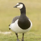 Barnacle Goose, Highland Wildlife Park