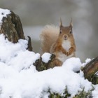 Red Squirrel, Cairngorms