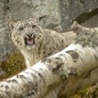 Snow Leopard, Highland Wildlife Park