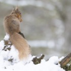 Red Squirrel, Cairngorms