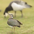 Lapwing, Highland Wildlife Park