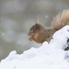Red Squirrel, Cairngorms