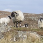 Harris Tweed Sheep