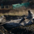 Grey Seal at Portnahaven