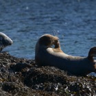 Grey Seals at Portnahaven