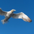 Gannet