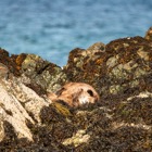 Otter on Unst