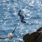 Diving Fulmars