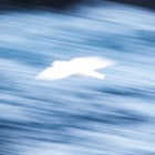 Intentional Fulmar Movement