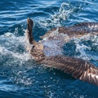 Great Skua