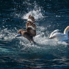 Fishing Great Skua