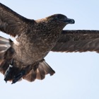 Great Skua