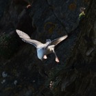 Fulmar