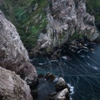 Gannet colony on Hermaness