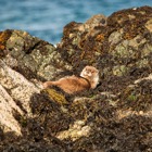 Otter on Unst