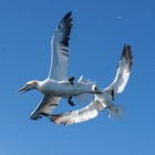 Gannets