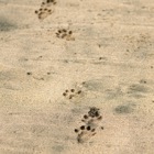 Otter tracks