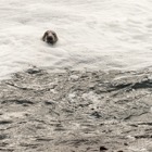 Nosey seal