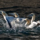 Gannet feeding frenzy