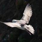 Fulmar