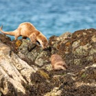 Otters on Unst